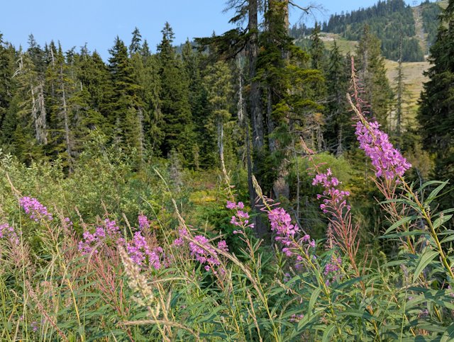 fireweed blooms against a background of moutain covered in fir trees