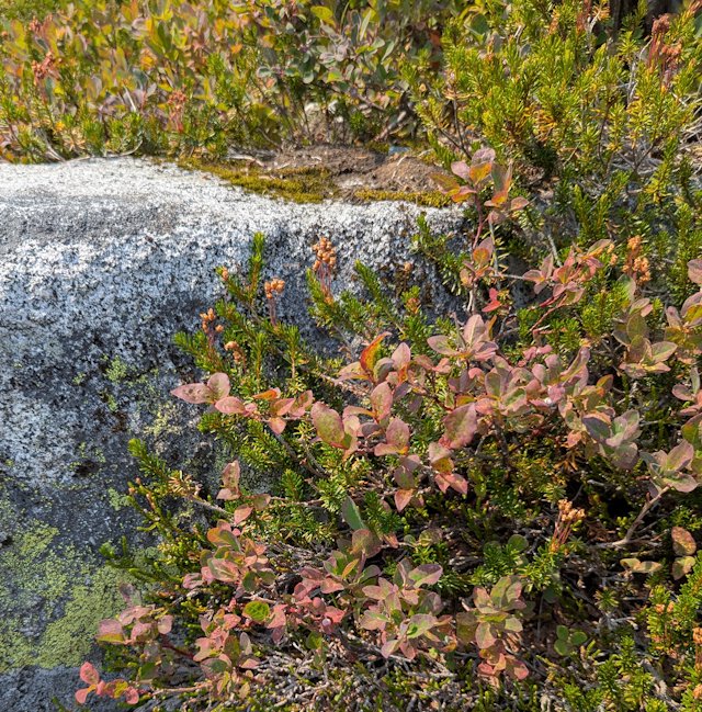 tiny huckleberry plants grow beside a rock