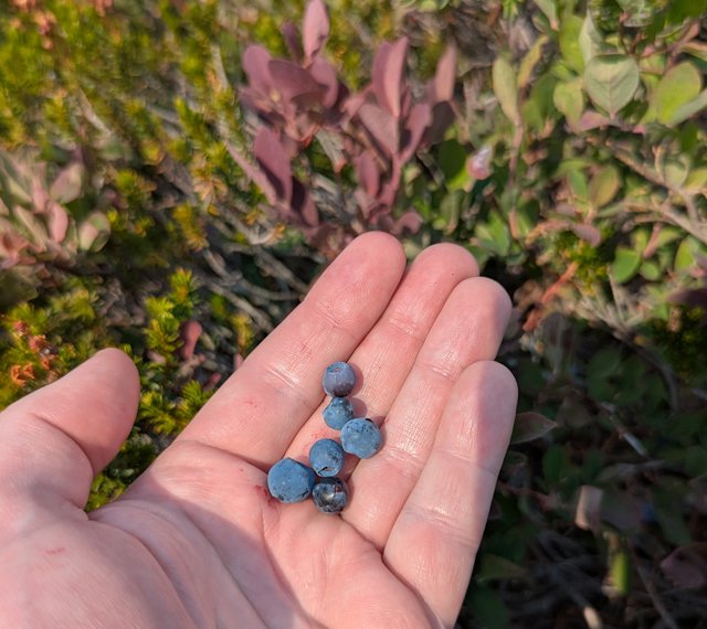 a handful of small but deliciouse blue mountain huckleberries