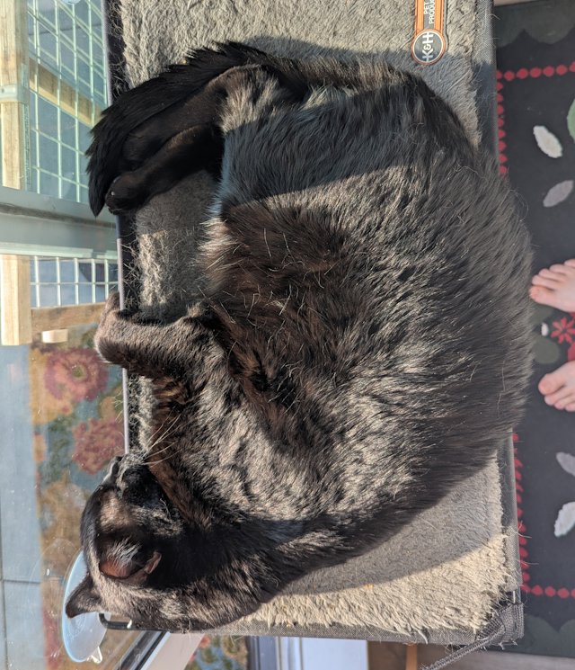 black cat curled up on a little bed in the sunshine