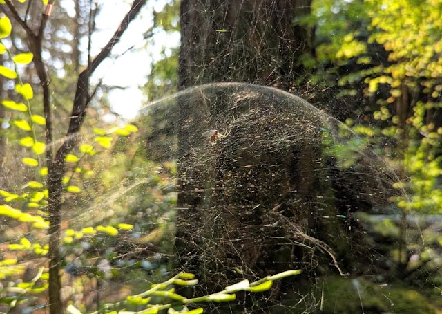 a tangled spiderweb with a dome in the center where the spider hangs