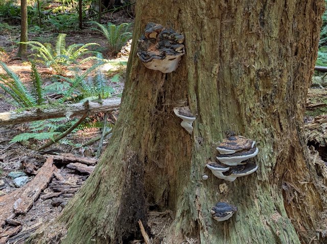 mushrooms grow from the bark of a dead tree