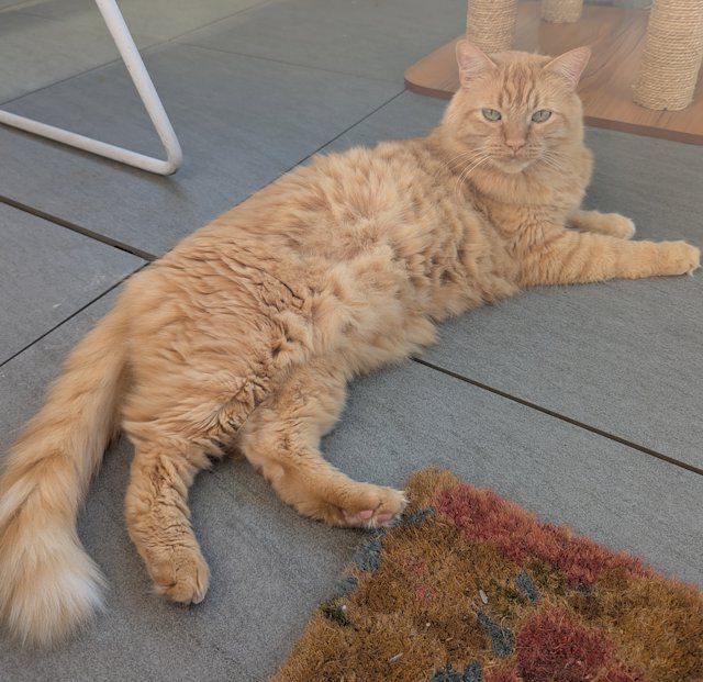 Orange cat lounging on the patio