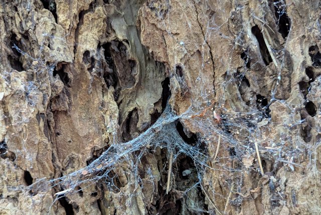 sheets of tangled web in the rough bark of huge fir