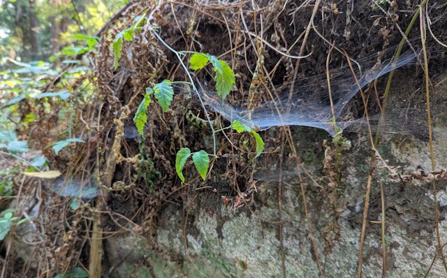 sheet webs line the side of a rock where runner berries and dead plants hang over the side