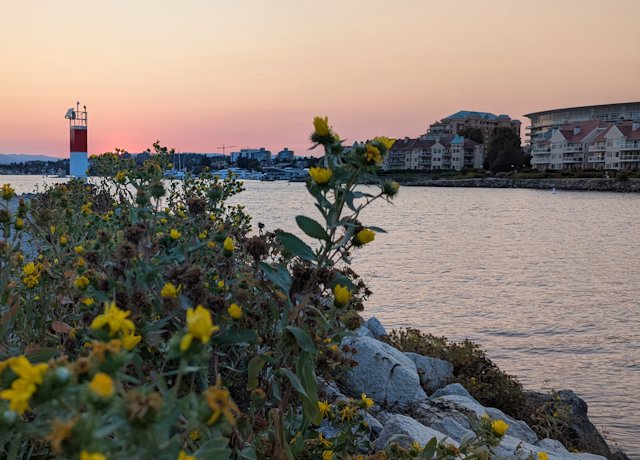 A row of gumweed flowers along the water at sunset