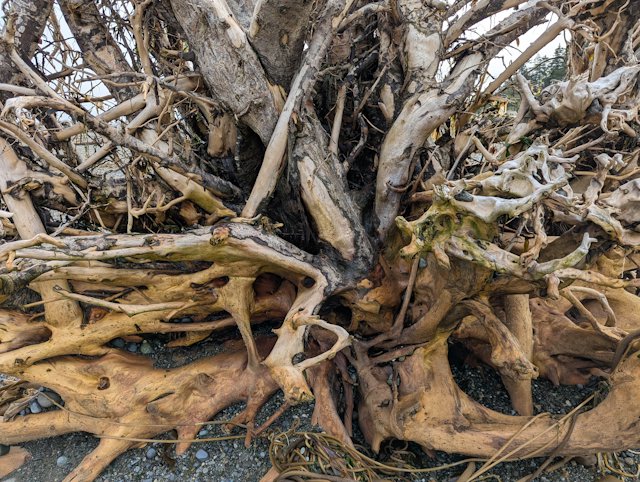 Gnarled roots of an uprooted tree washed up on the spit
