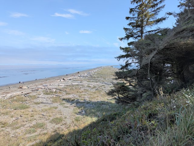 Looking down the narrow part of the dungeness spit from the treeline