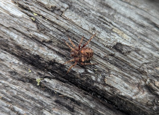 A large red spider