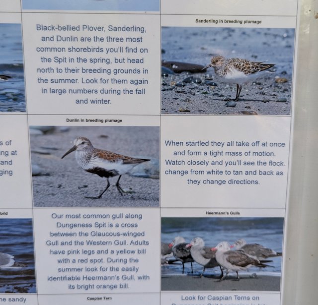 A poster showing different shorebirds