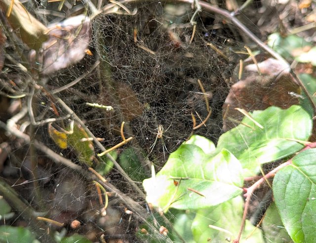 A spider hanging in a tangled messy web on Salal
