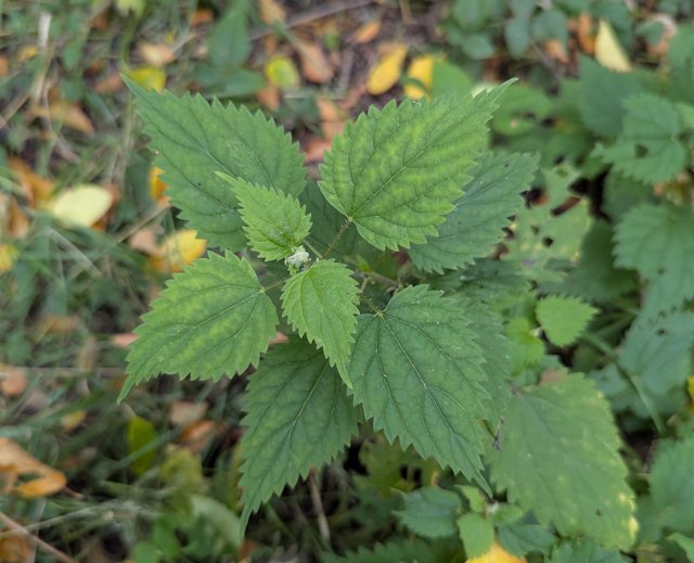 a stinging nettle plant growing along the path