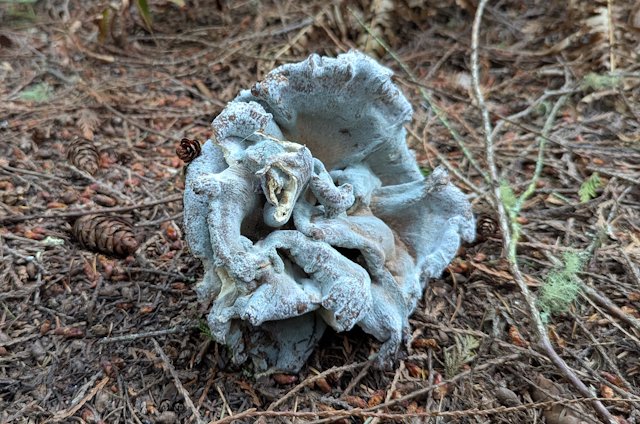 a weird blobby mushroom that looks moldy