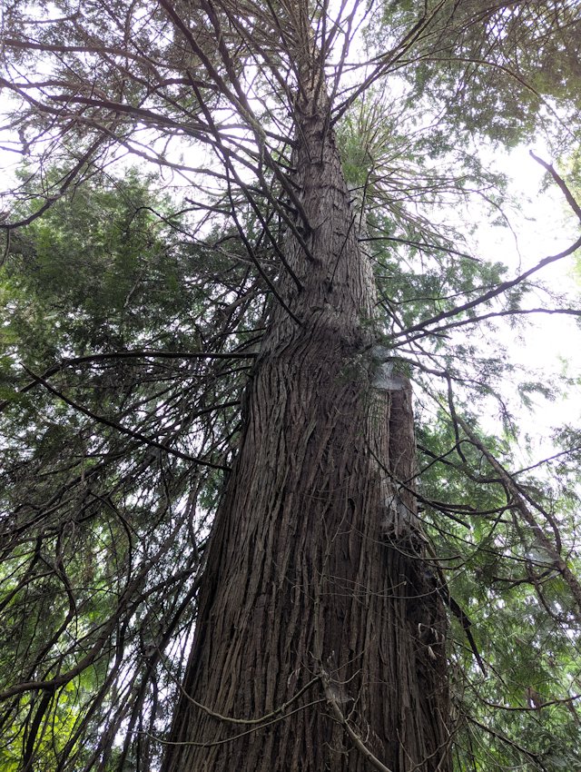 a towering Western Red Cedar