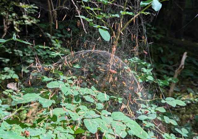 a domed spiderweb with many dried pine needles suspended in it