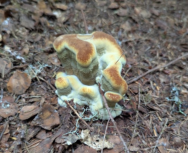 a mushroom with lumpy swirls