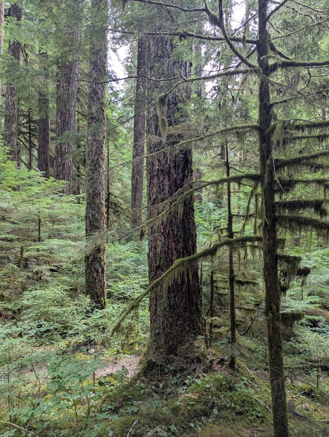 trees with moss