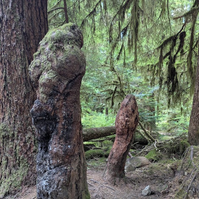 two stumps growing in some odd shapes