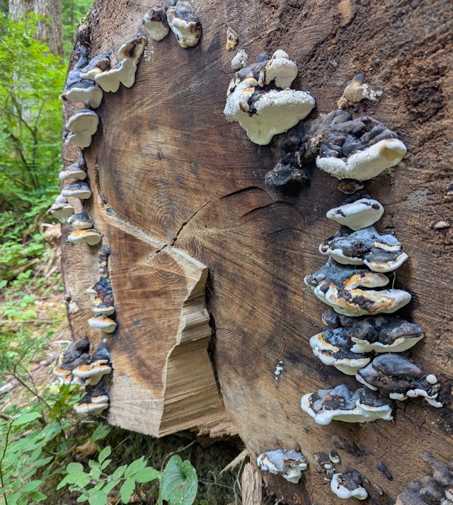 a ring of mushrooms growing from the cut end of a fallen log
