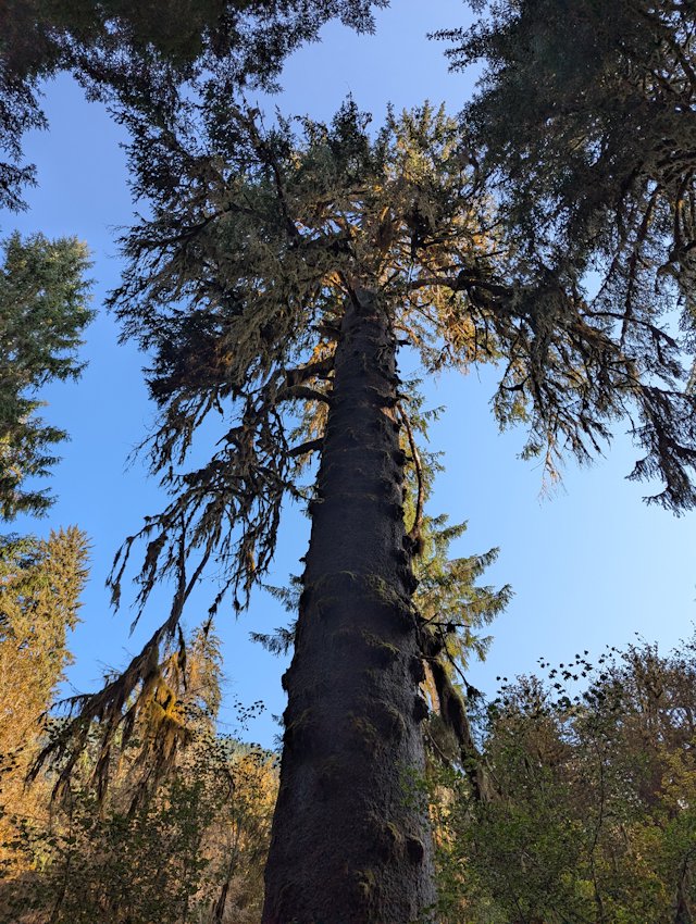 looking up the trunk of a tall conifer