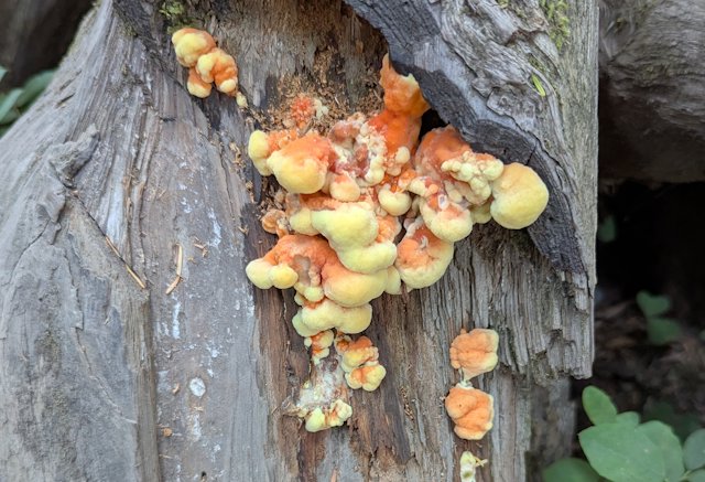 Blobby yellow and orange mushrooms growing from a stump