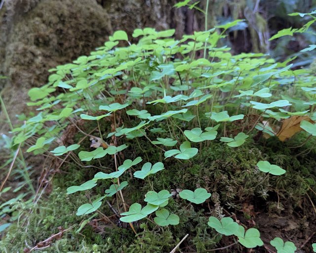Clover growing from the moss