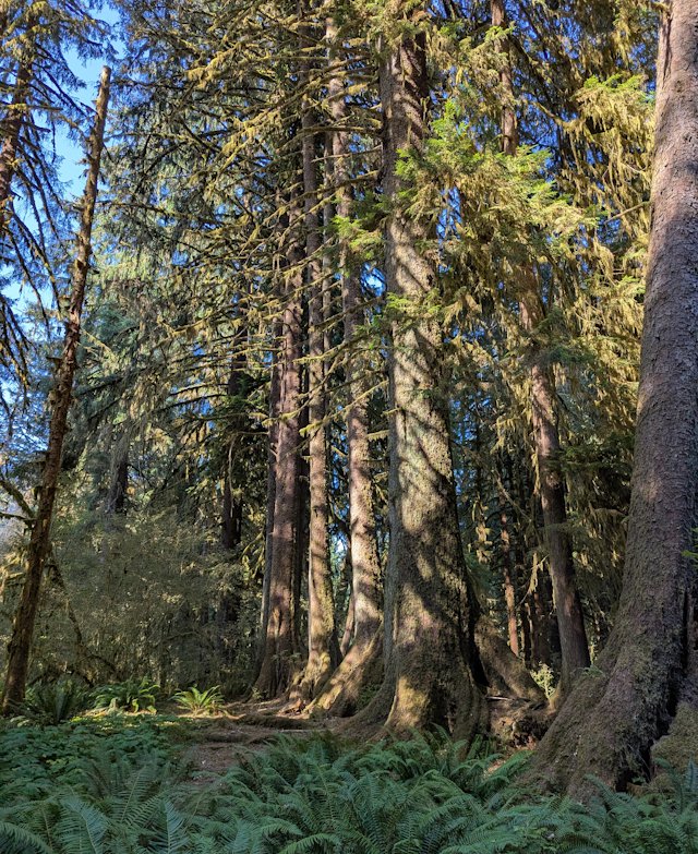 A column of trees that once grew from a shared nurse log