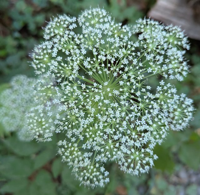 A flower with compound umbral inflorescence