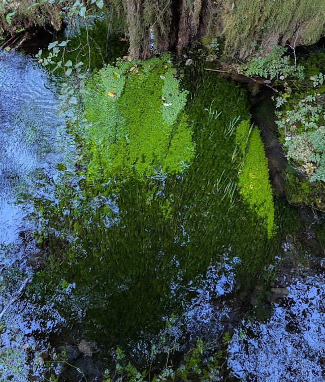 Intense green water plants growing in stream
