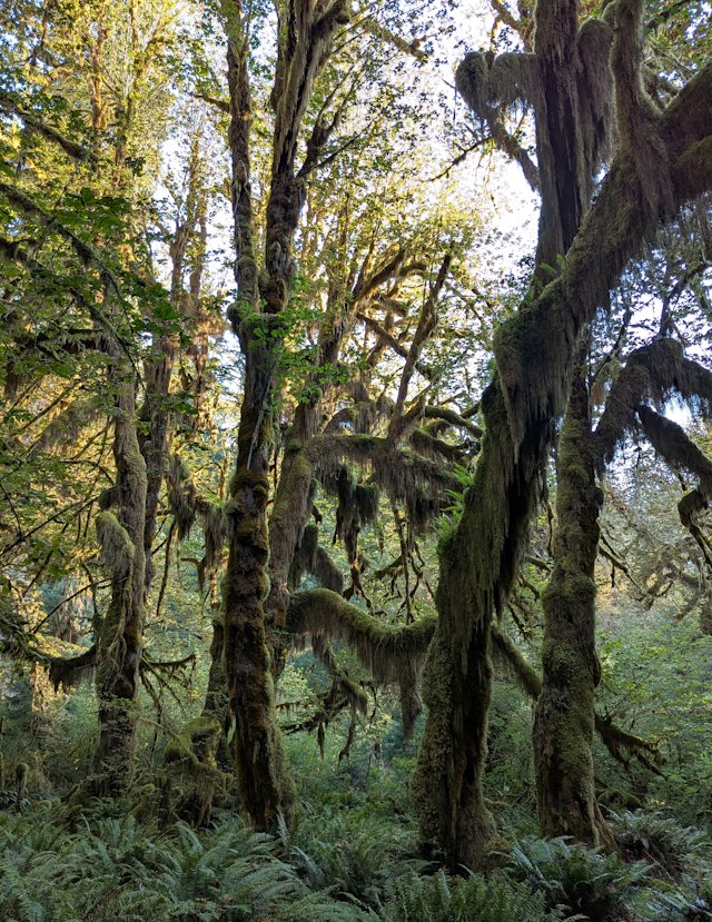 Moss hanging from Bigleaf maple trees