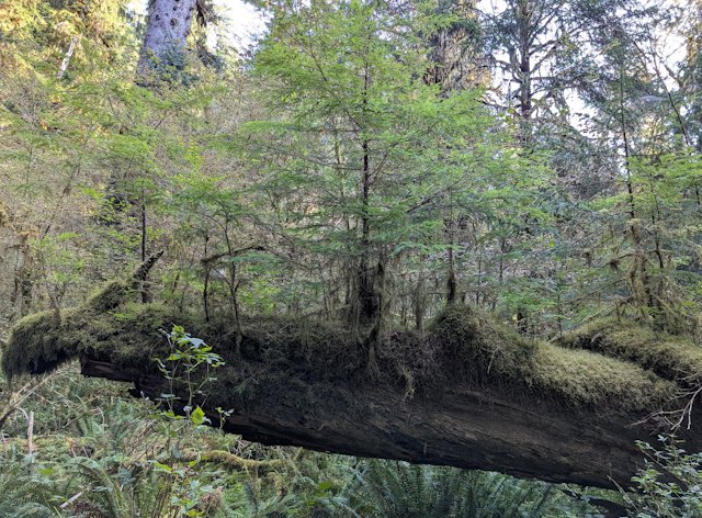 Trees growing from a fallen nurse log