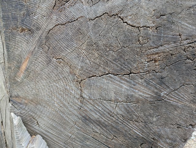 Rings of a fallen tree trunk
