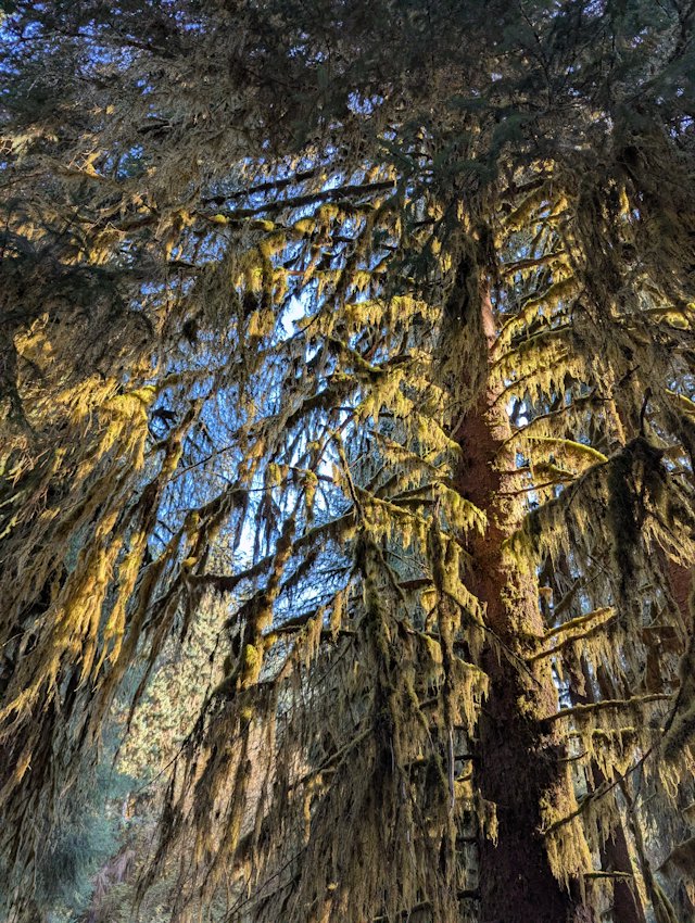 Sunlight making the moss glow green