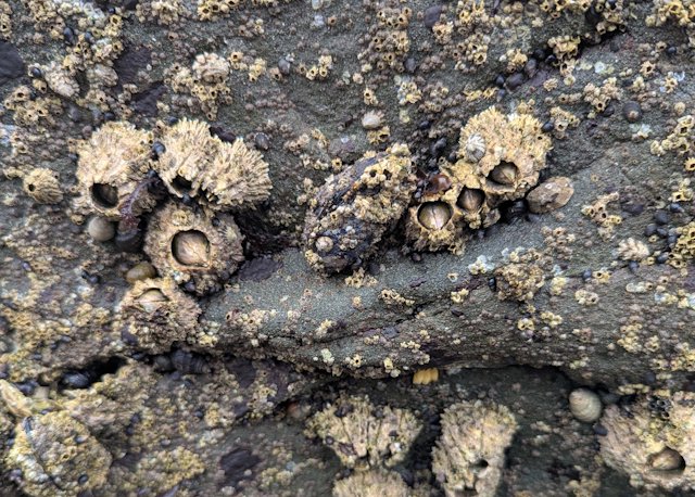 Acorn Barnacles on a rock