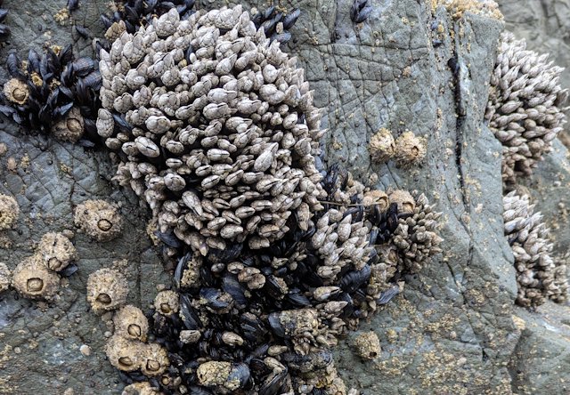 A cluster of Gooseneck Barnacles with Blue Mussles and a scattering of Acorn Barnacles