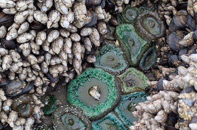 Green anemones mostly out of water with Gooseneck Barnacles and Blue Mussles