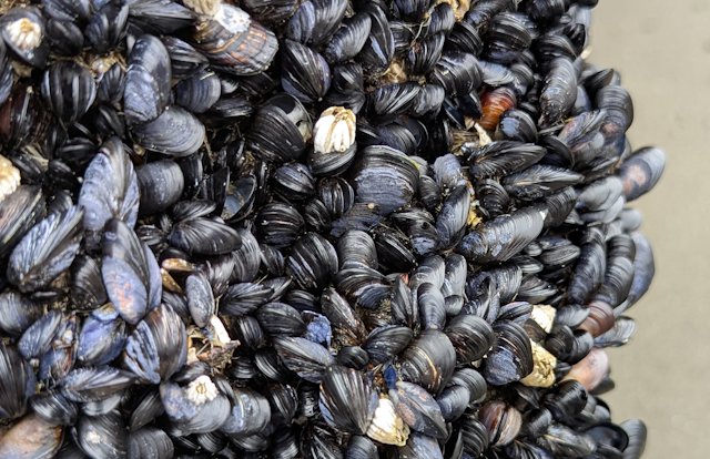 Densly packed Blue Mussels