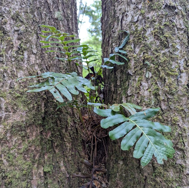 A fern grows out of the crevice where two tree trunks merge