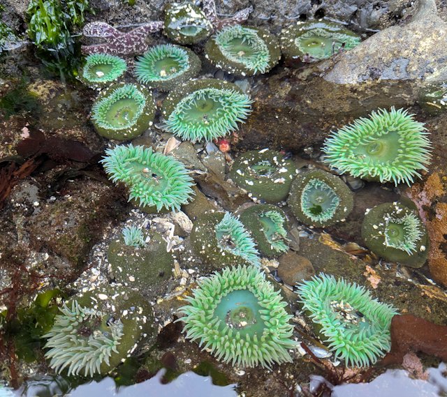 Green Anemones in water with purple Ochre Seastars