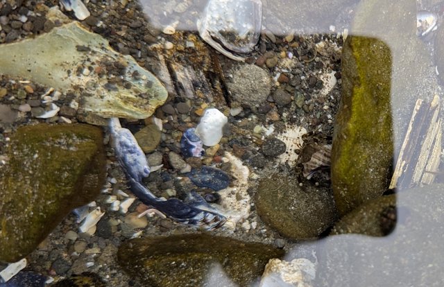 A hermit crab in a tide pool