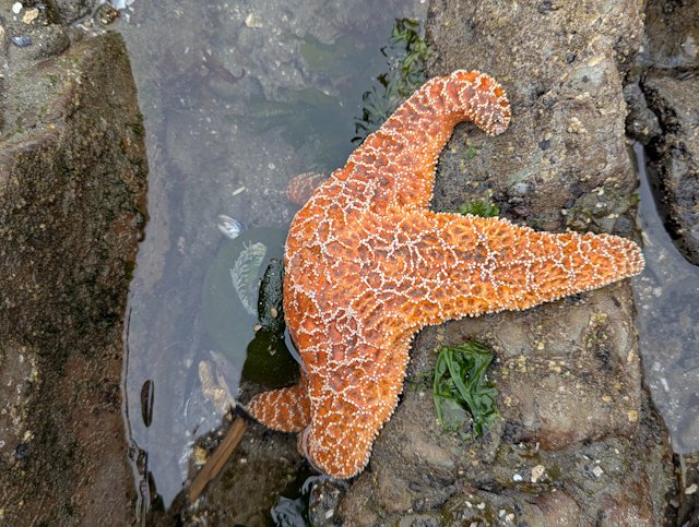 Orange colored Ochre Sea Star