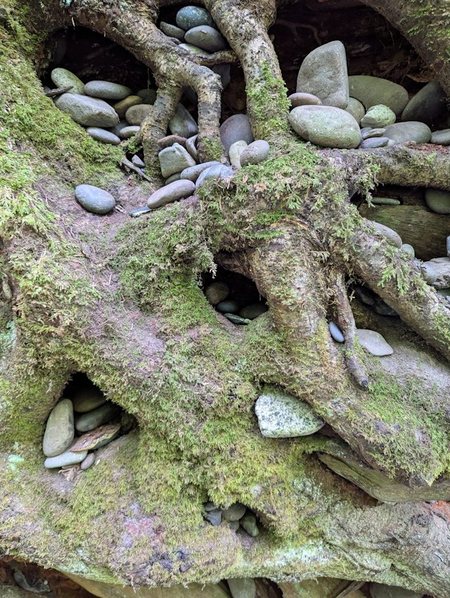 Visitors packed the spaces between the roots with smooth rocks