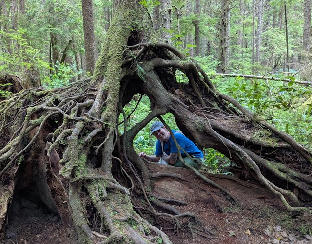 Stacey peers through the opening in roots under a tree