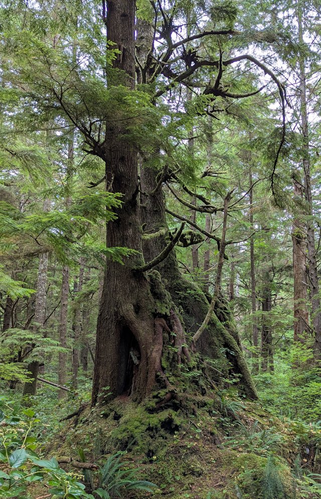 A tree with gnarled exposed roots