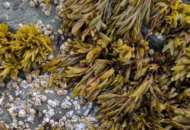 water plants growing on a rock with barnacles